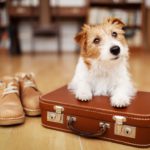 Cute dog listening on a retro suitcase, pet travel